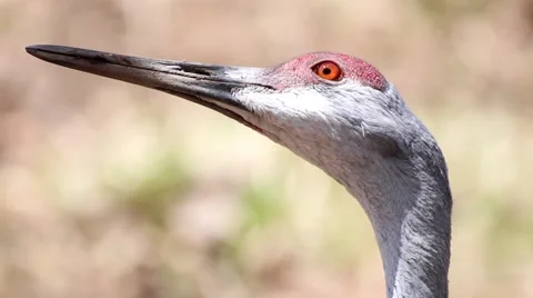 Close up of a  Sandhill Crane Stock Footage