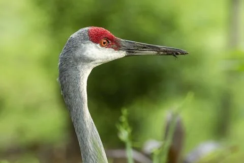 Close up of Sandhill crane. Stock Photos