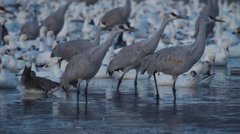 Close Sandhill Cranes in Front of Snow Geese at Morning Video stock 58883462