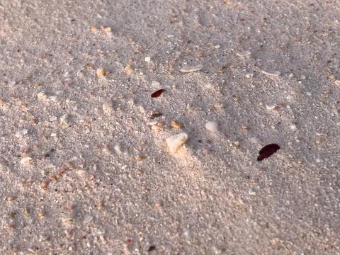 Close-up of Sandy Beach with Shell Fragments Stock Photos