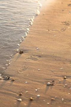 Close-up of sandy beach with small shells and gentle waves Stock Photos
