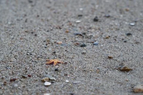 Close-Up of Sandy Beach with Starfish and Pebbles Stock Photos