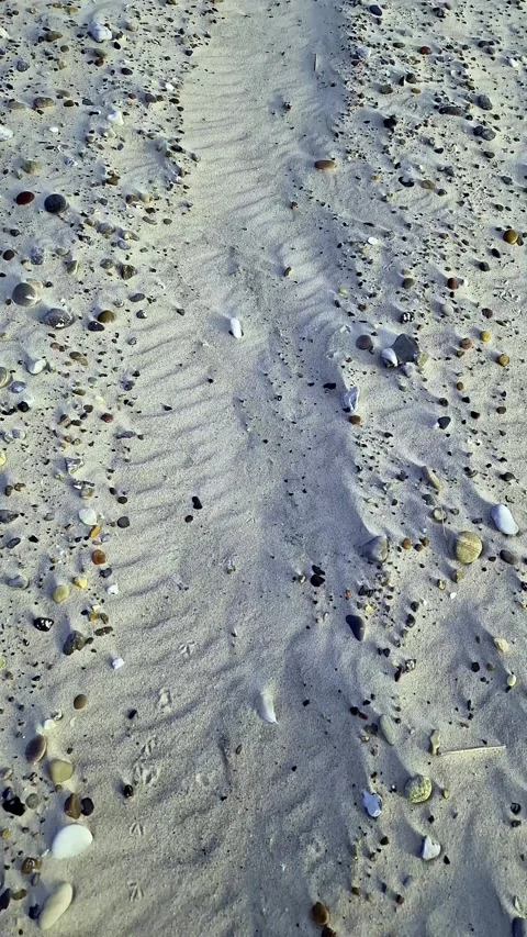 Close-Up of Sandy Beach Texture with Pebbles and Shells, North Sea, Denmark Stock Footage 335539994