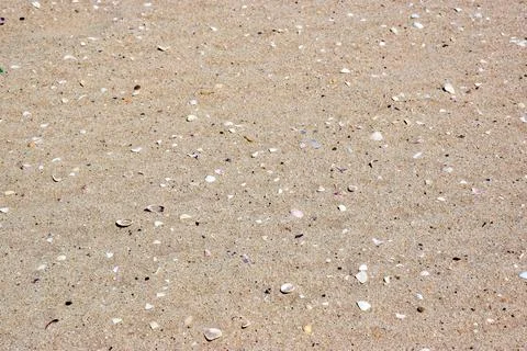 Close-up of sandy beach with various seashells scattered on surface Stockfoto's