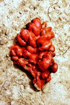 Close up of santol leaf in red for background used Stock Photos