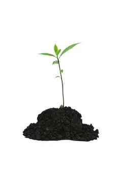 Close-up of a sapling of a tree emerging from a mound isolated on a white b.. Stock Photos