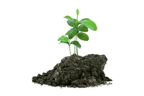 Close-up of a sapling of a tree emerging from a mound isolated on a white b.. Stock Photos