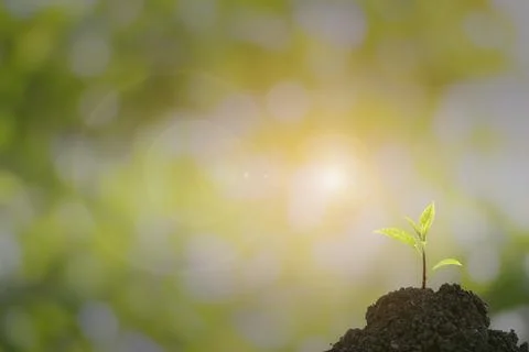 Close-up of a sapling of a tree emerging from a mound with beautiful sunlight Stock Photos