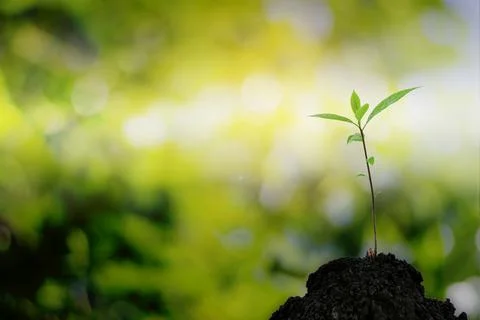 Close-up of a sapling of a tree emerging from a mound with beautiful sunlight Stock Photos