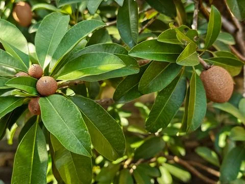 Close Up of Sapodilla Fruit Growing on Tree Branch with Lush Green Leaves 库存照片