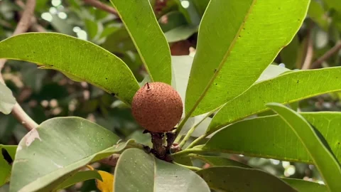 Close up of a sapodilla fruit hanging on a tree branch Stockbeeldmateriaal 338176382