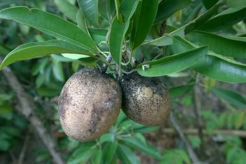 Close up of  Sapodilla fruit on the tree Stock Photos