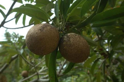 Close up of  Sapodilla fruit on the tree Stock Photos