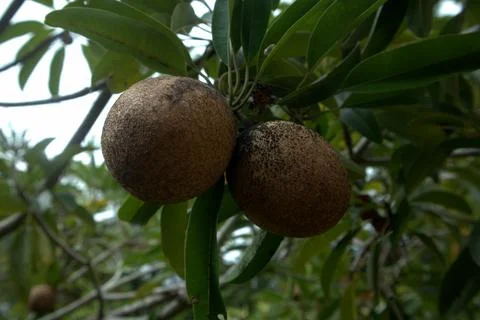 Close up of  Sapodilla fruit on the tree Stock Photos