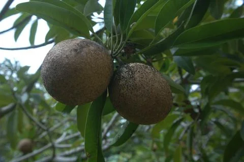 Close up of  Sapodilla fruit on the tree Stock Photos