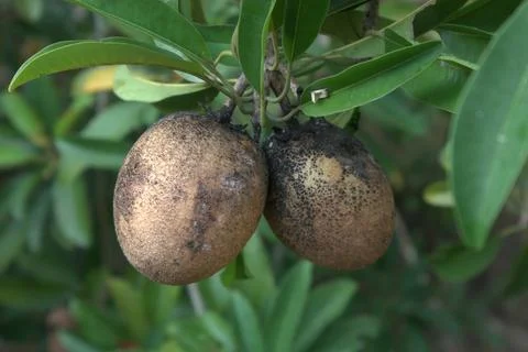 Close up of  Sapodilla fruit on the tree Stock Photos