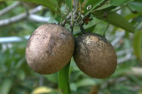 Close up of  Sapodilla fruit on the tree Stock Photos