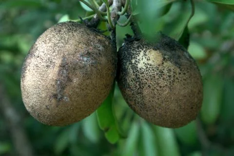 Close up of  Sapodilla fruit on the tree Stock Photos