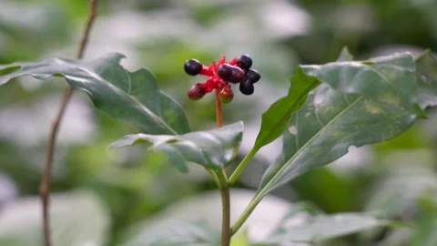 Close-up of Sarpagandha Stock Footage 316227580