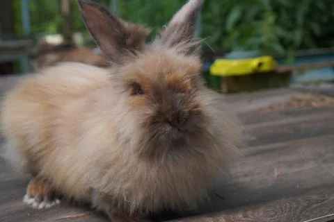 A close-up of a satin rabbit with copper-colored fur from the Angora family.. Fotos de archivo