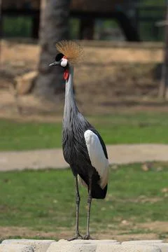 Close up Saurus Crane Bird on the yard Stock Photos