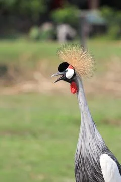 Close up Saurus Crane Bird on the yard Stock Photos