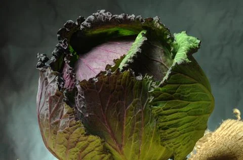 Close up on savoy cabbage Stock Photos