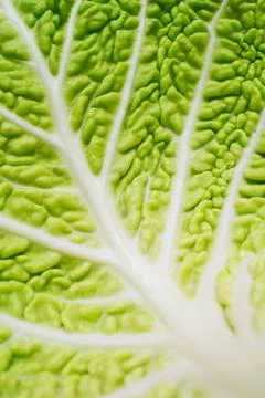 Close up savoy leaf Stock Photos