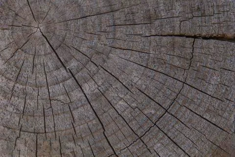 A close-up of a saw cut from a tree. old gray tree. tree rings. Wood texture Stock Photos