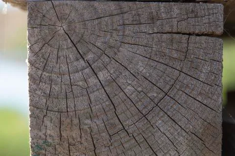 A close-up of a saw cut from a tree. old gray tree. tree rings. Wood texture Stock Photos