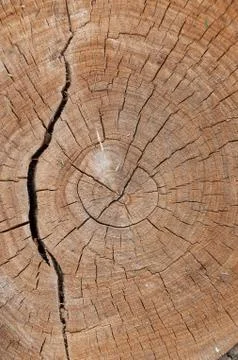 Close up of saw cut of tree trunk, stump. Nature wooden texture, background Stock Photos