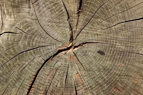Close up of sawed tree Stock Photos