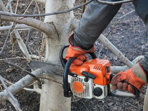 Close-up of sawing off branches on a tree Stock Photos