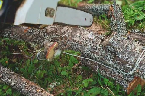 Close up of sawing a log with a chainsaw process. Video. Male carpenter sawin 스톡 사진