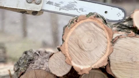 Close up of sawing a log with a chainsaw process.Wood cutting a chainsaw Stock Footage 149528320