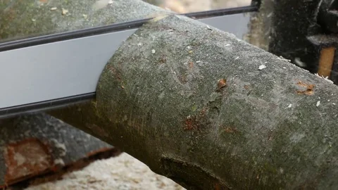 Close up of sawing a log. Cutting through wood with chainsaw Stock-Footage 78766800