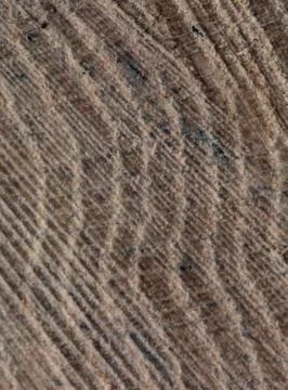 Close-up of Sawn Oak Log Stock Photos