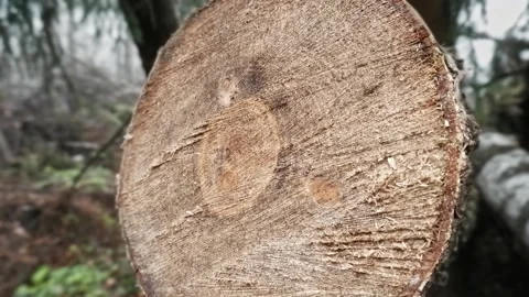 Close-up of a sawn tree in an autumn forest. Wooden circle. Blurred landscape Stock Footage 165213353