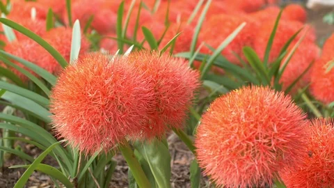 Close-up of a Scadoxus multiflorus, Amaryllidaceae, selective focus  Stock Footage 111840843
