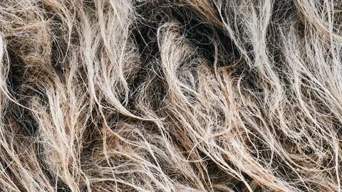 Close up scale on gray goat fur background. Light gray fur texture close up for Stock Footage 266427313