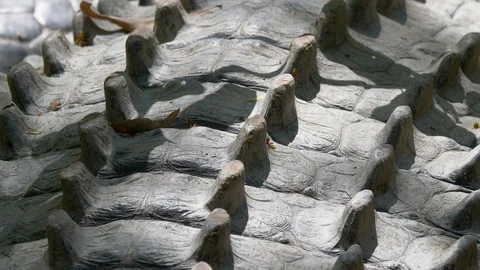 Close-up of the scales on the back of a large crocodile Video stock 93760088
