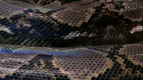 Close-up of scales of reticulated python. Texture of surface of beautiful large  Stock Footage 99844506