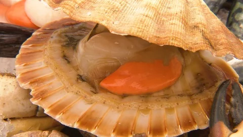 Close up of scallop in its shell Stock Footage 87382111