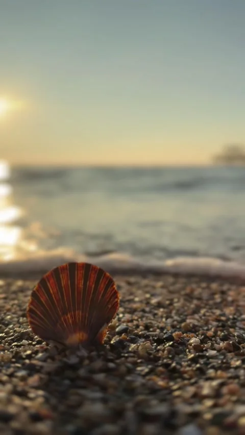 Close up of a scallop seashell on a pebble beach with a blurred sunset sea .. Stock Footage 325843861