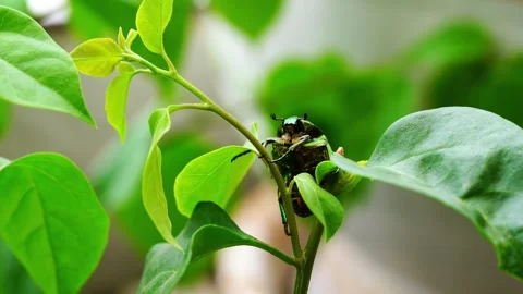 A close-up of a scarab beetle on a green leaf. Video stock 334322874