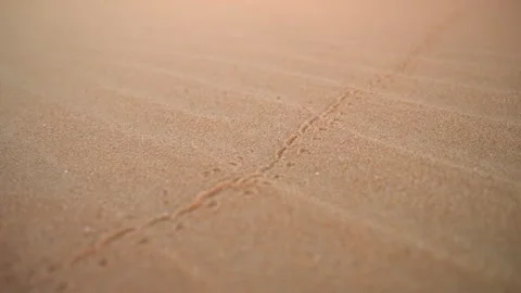 Close Up Scarab Beetle Tracks on Cracked Desert Sand in Egypt Stock Footage 341994913
