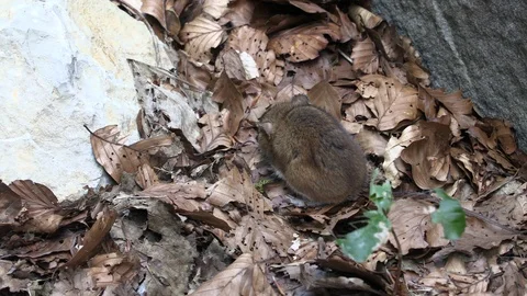 Close-up of scared dormouse barely emerged from hibernation in forest Stock Footage 99138475