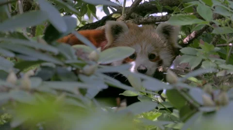 Close up scared Red Panda (Ailurus fulgens) hidden among the foliage of a tree. Stock Footage 62744951
