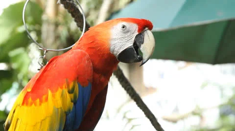Close up scaret macaws Stock Footage 26369122