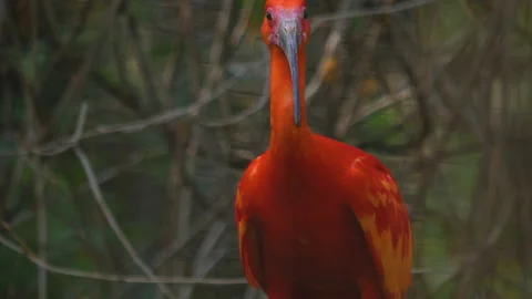 Close up of scarlet Ibis Video stock 131392729